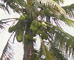 Kookospalmu