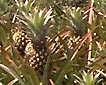 Ananaspelto