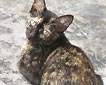 Kissa