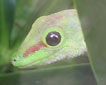 Pikkugekko