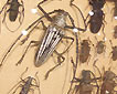 Yleiskuvaa Insectariumista