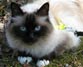 Min&auml;p&auml; en t&auml;st&auml; muuten liiku mihink&auml;&auml;n, ellette kanna pois!