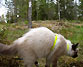 T&auml;ss&auml; vaivihkaa partioin linnunp&ouml;nt&ouml;n alla